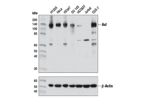 Western Blotting Image 2: Axl (C89E7) Rabbit Monoclonal Antibody
