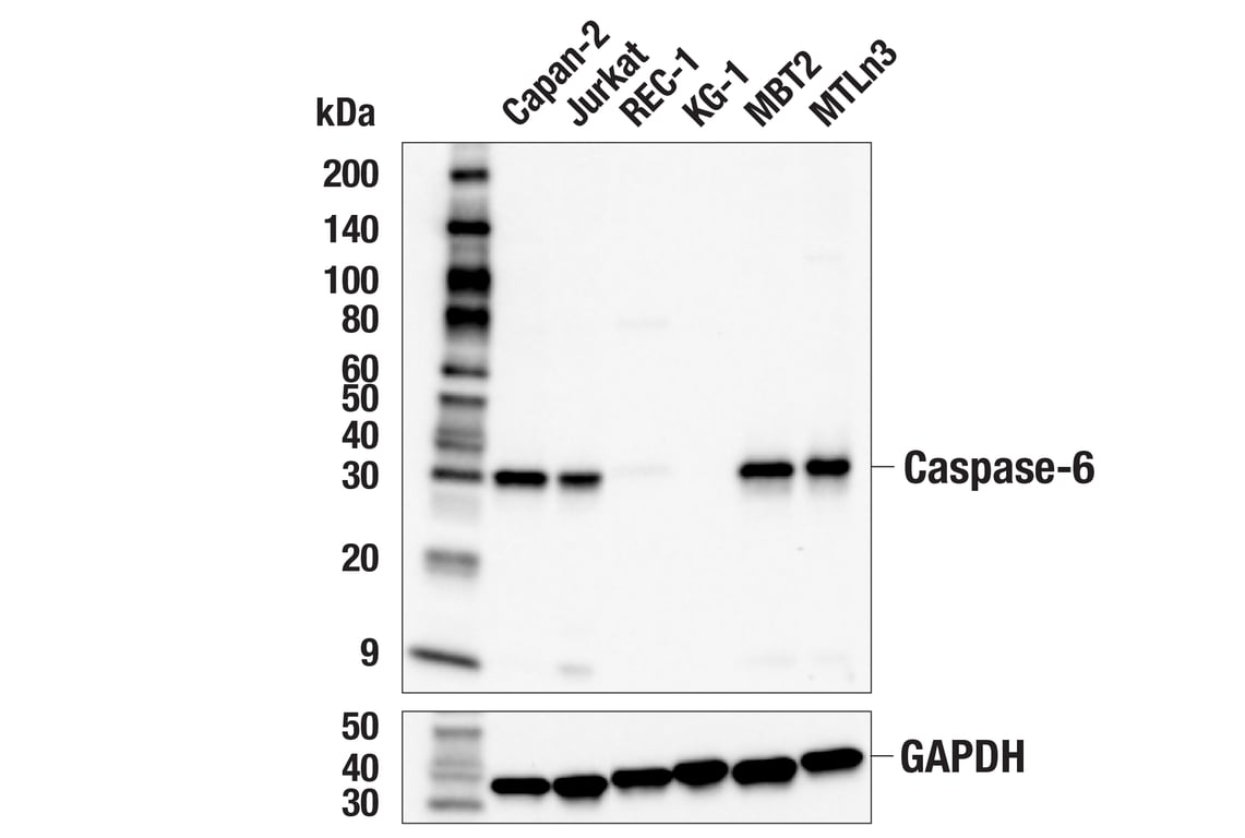 Western Blotting Image 2: Caspase-6 (E3U4J) Rabbit Monoclonal Antibody