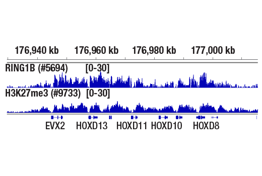 Chromatin Immunoprecipitation Image 1: RING1B (D22F2) Rabbit Monoclonal Antibody