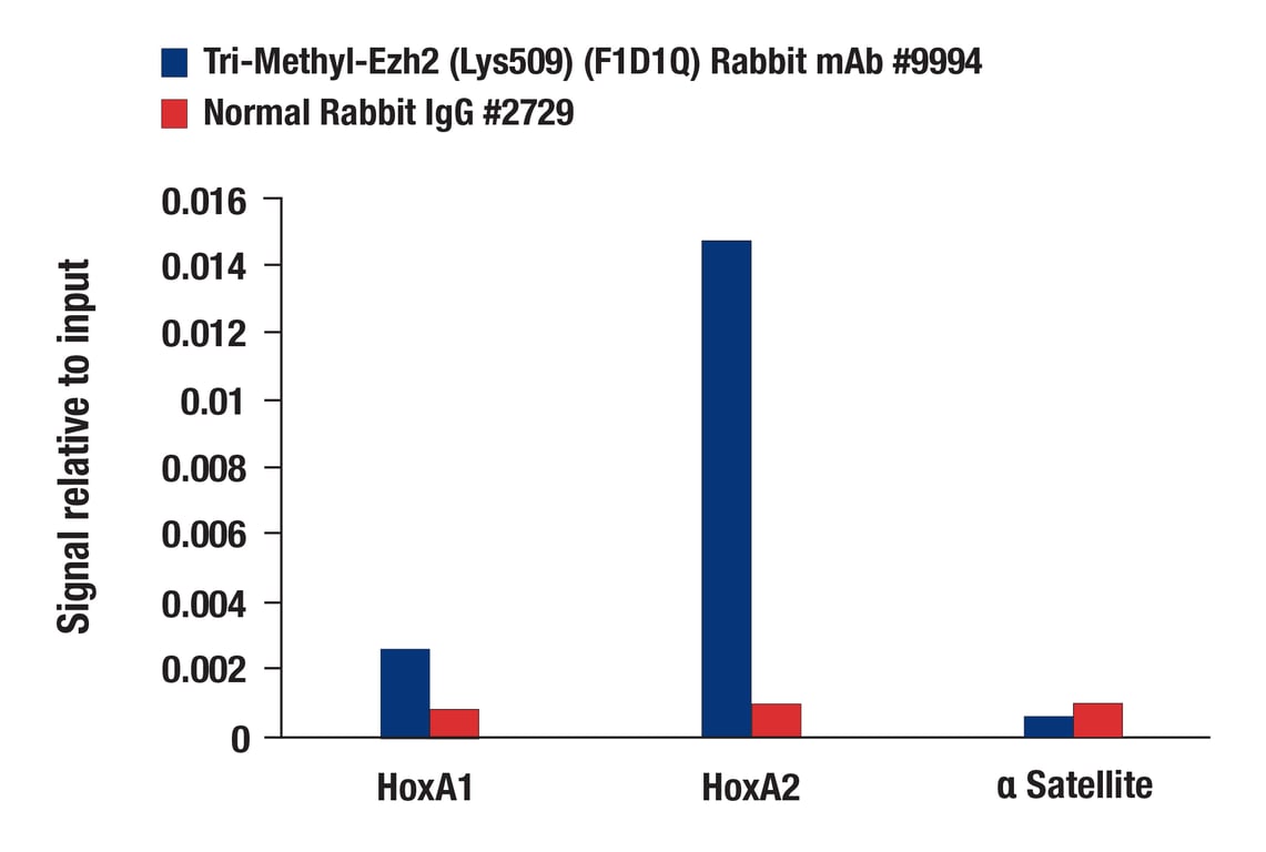 Chromatin Immunoprecipitation Image 1: Tri-Methyl-Ezh2 (Lys509) (F1D1Q) Rabbit Monoclonal Antibody