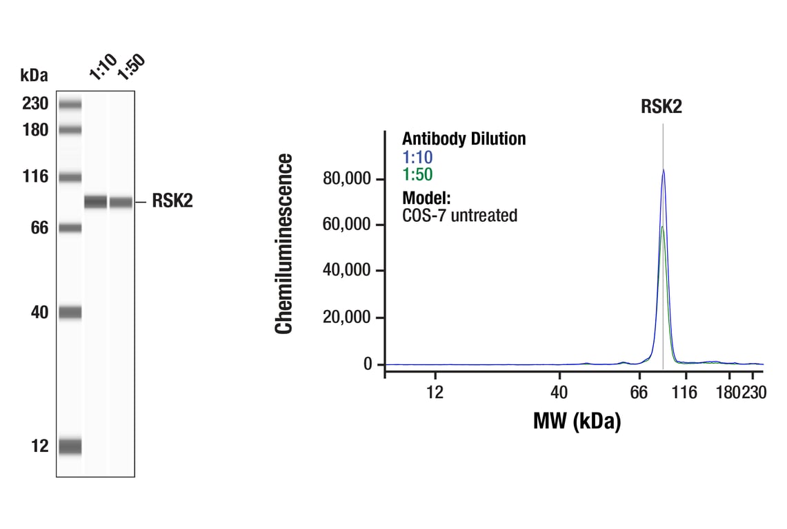 Western Blotting Image 1: RSK2 (D21B2) Rabbit Monoclonal Antibody