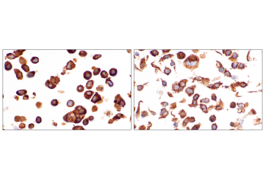 Immunohistochemistry Image 19: UBAP2L (E5X4E) Rabbit Monoclonal Antibody