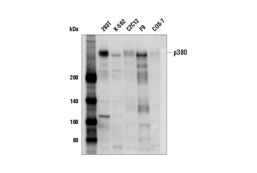 Western Blotting Image 2: p300 (E6D1T) Rabbit mAb (BSA and Azide Free)