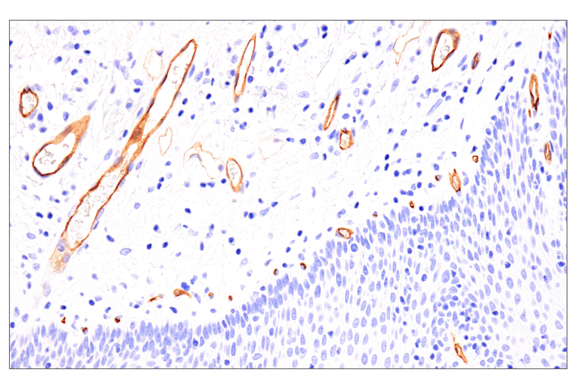 Immunohistochemistry Image 11: EMCN (E3Z4D) Rabbit Monoclonal Antibody