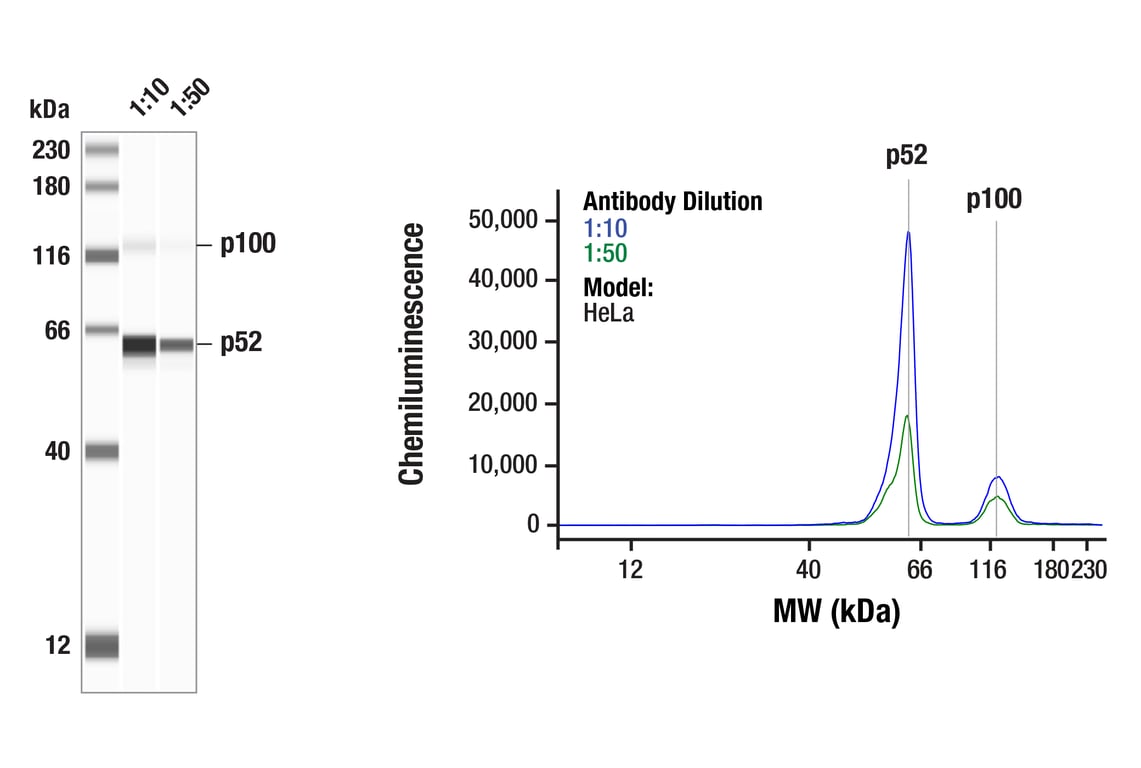 undefined Image 59: NF-kappaB Family Member Antibody Sampler Kit