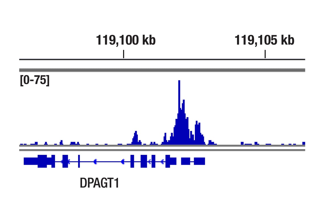 CUT & RUN Image 1: ACTL6A/BAF53A (E3W2A) Rabbit Monoclonal Antibody