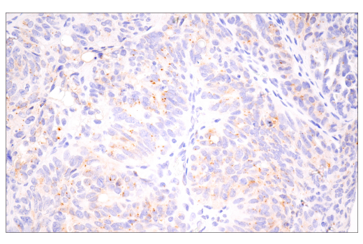 Immunohistochemistry Image 3: Furin (E2Y2F) Rabbit Monoclonal Antibody