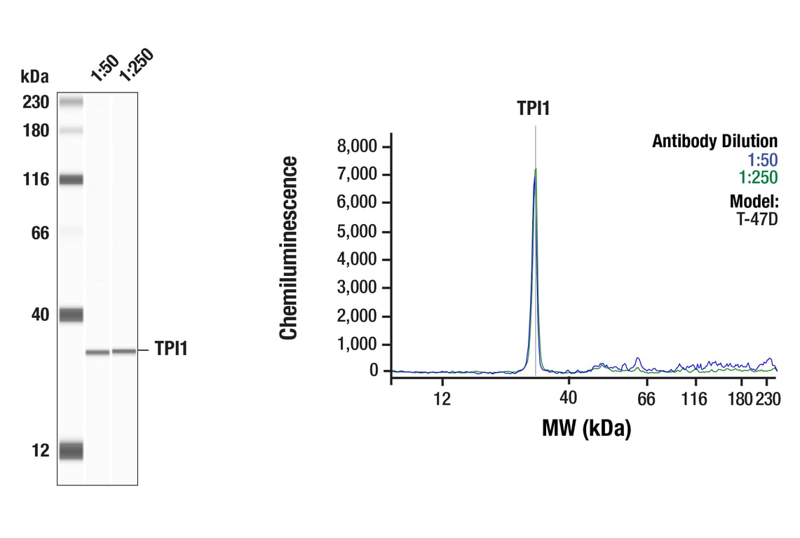 Western Blotting Image 1: TPI1 (F6U6Y) Rabbit Monoclonal Antibody