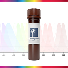SignalFlex conjugated antibodies expand the range of fluorochrome-antibody combinations from CST; made on demand, and ship in under 10 days.
