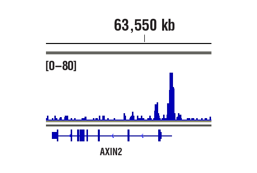 CUT & RUN Image 1: beta-Catenin (D10A8) Rabbit Monoclonal Antibody