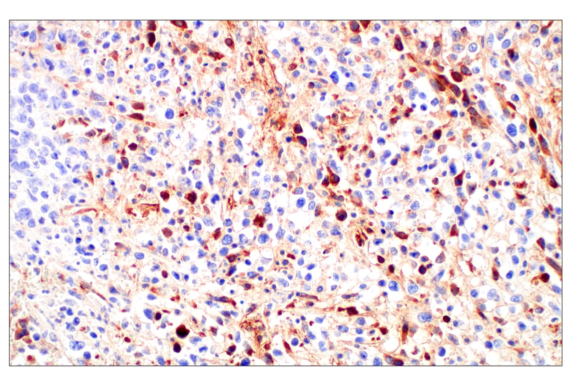 Immunohistochemistry Image 2: IgM (E8M1B) Rabbit Monoclonal Antibody (BSA and Azide Free)