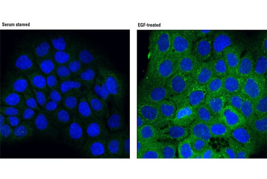 Immunofluorescence Image 1: Phospho-PLC gamma1 (Ser1248) (D25A9) Rabbit Monoclonal Antibody (BSA and Azide Free)
