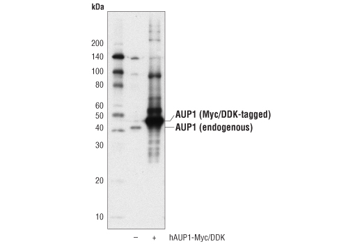 Western Blotting Image 2: AUP1 (D5M9Q) Rabbit Monoclonal Antibody