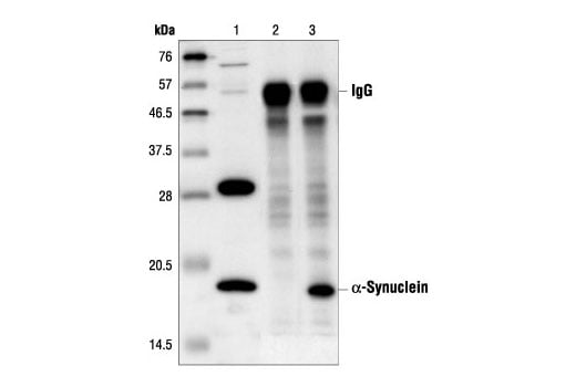 Immunoprecipitation Image 1: alpha-Synuclein Antibody