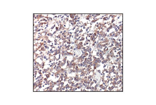 Immunohistochemistry Image 3: alpha/beta-Tubulin Antibody