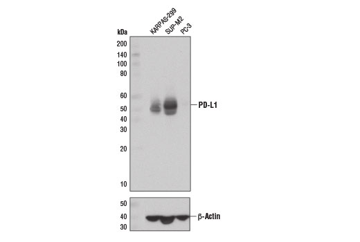 Western Blotting Image 2: PD-L1 (E1L3N) Rabbit Monoclonal Antibody (Biotinylated)