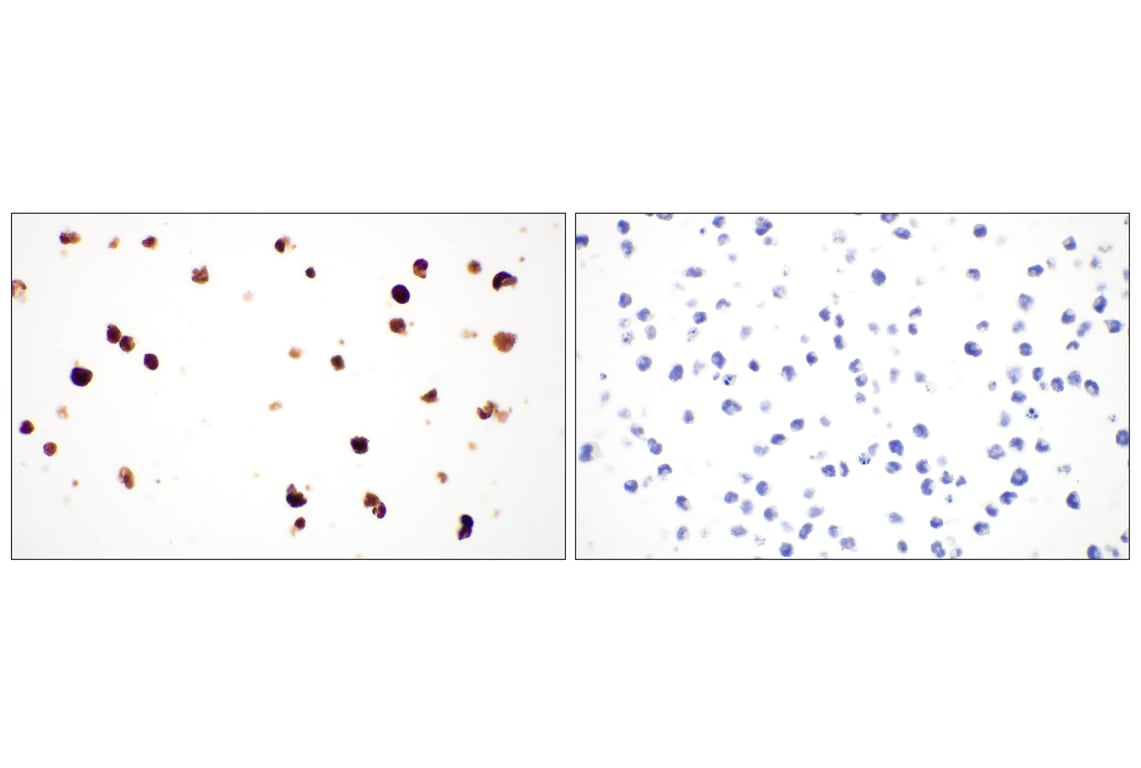 Immunohistochemistry Image 9: beta3-Tubulin (E9F3E) Mouse Monoclonal Antibody (BSA and Azide Free)