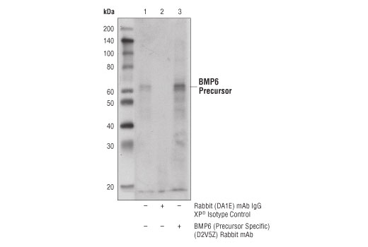 Immunoprecipitation Image 1: BMP6 (Precursor Specific) (D2V5Z) Rabbit Monoclonal Antibody