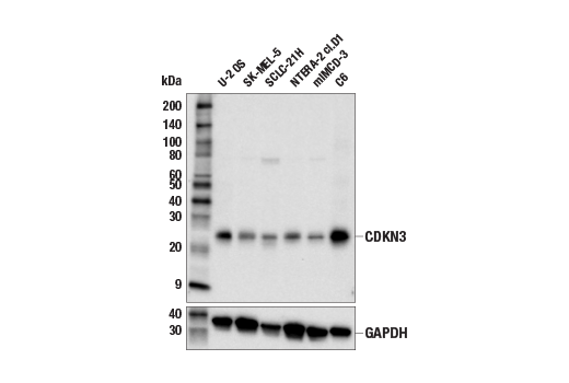 Western Blotting Image 2: CDKN3 (E7O5K) Rabbit Monoclonal Antibody