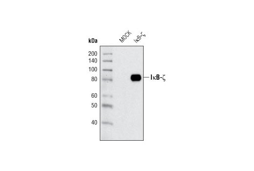 Western Blotting Image 2: IkappaB zeta Antibody