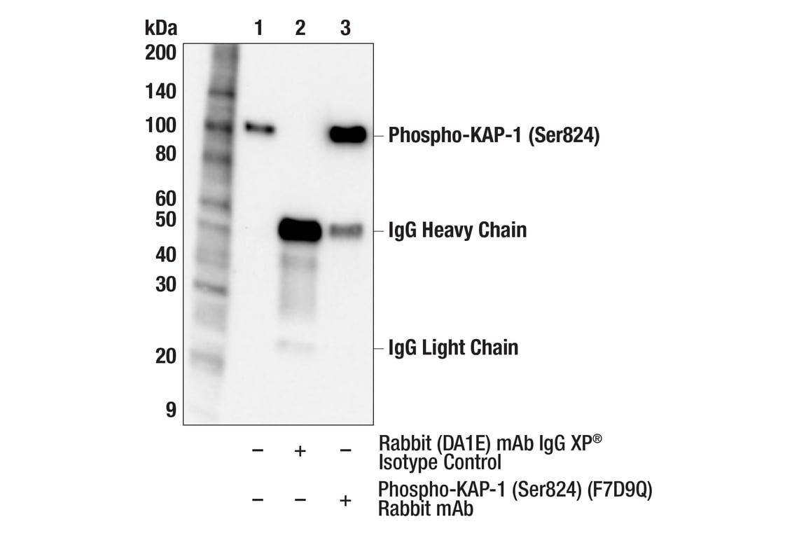Immunoprecipitation Image 1: Phospho-KAP-1 (Ser824) (F7D9Q) Rabbit Monoclonal Antibody