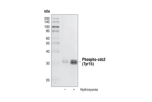 Western Blotting Image 2: Phospho-cdc2 (Tyr15) (10A11) Rabbit Monoclonal Antibody