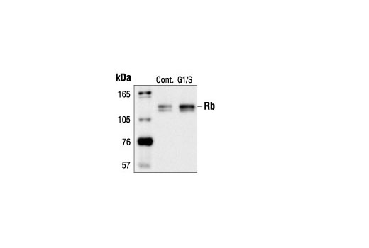 Western Blotting Image 3: Rb (4H1) Mouse Monoclonal Antibody (BSA and Azide Free)