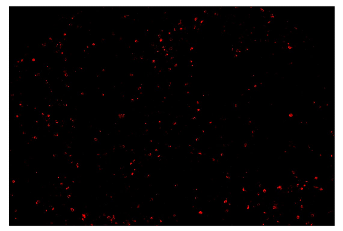 Immunohistochemistry Image 4: Granzyme B (D6E9W) & CO-0009-647 SignalStar<sup>™</sup> Oligo-Antibody Pair