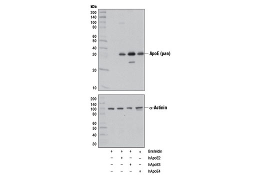 Western Blotting Image 1: ApoE (pan) (D7I9N) Rabbit mAb (BSA and Azide Free)