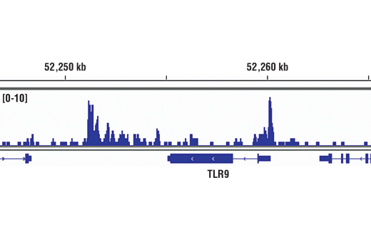 Chromatin Immunoprecipitation Image 1: Ikaros (D6N9Y) Rabbit Monoclonal Antibody