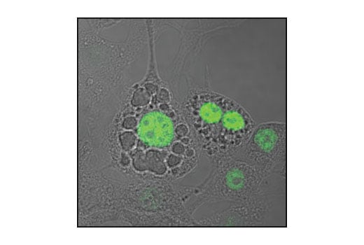 Immunofluorescence Image 1: C/EBP alpha Antibody
