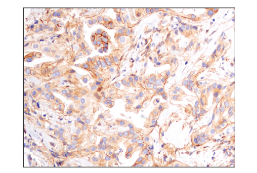 Immunohistochemistry Image 3: Notch2 (D76A6) Rabbit Monoclonal Antibody