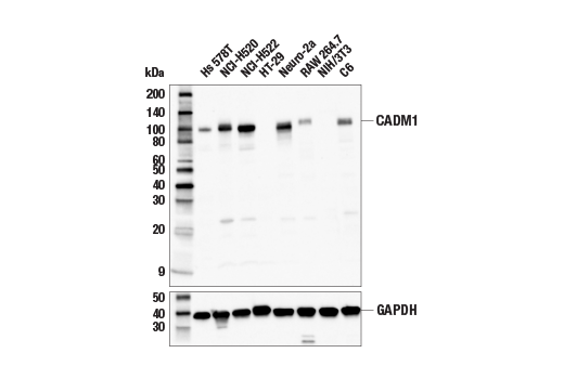 Western Blotting Image 1: CADM1 Antibody