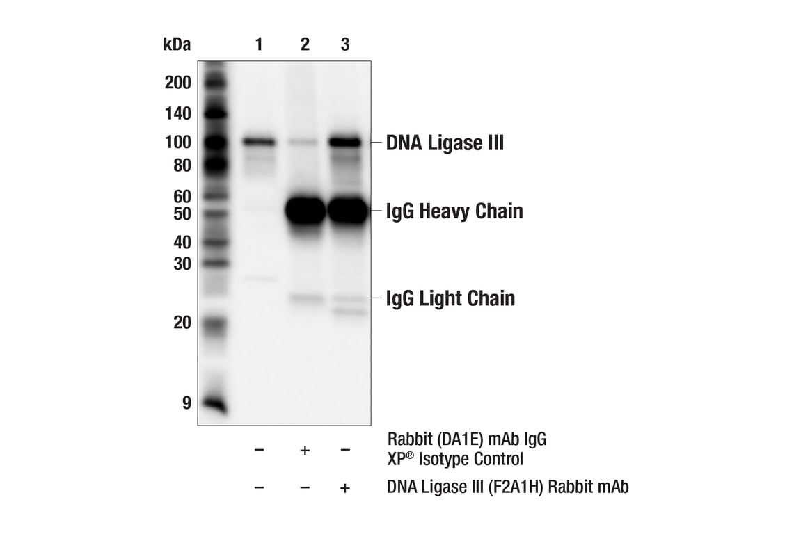 Immunoprecipitation Image 1: DNA Ligase III (F2A1H) Rabbit Monoclonal Antibody