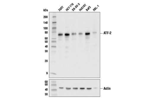 Western Blotting Image 2: ATF-2 (D4L2X) Rabbit Monoclonal Antibody