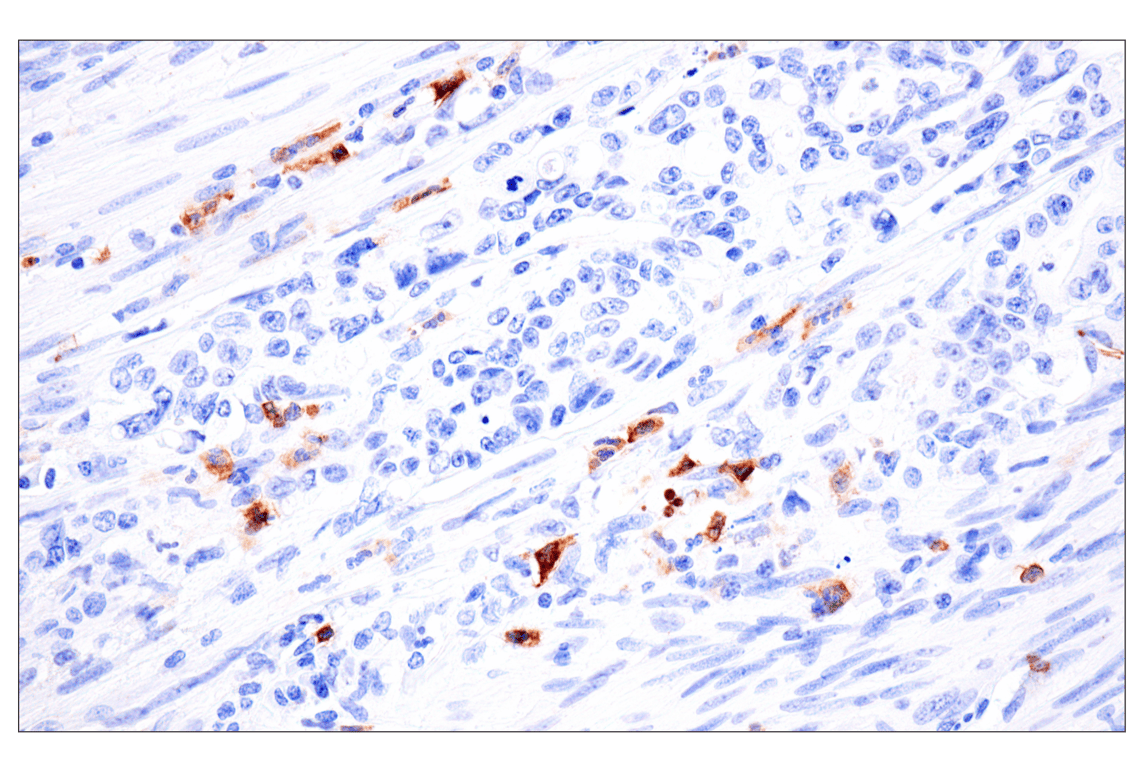 Immunohistochemistry Image 15: CD177 (F9O5U) Rabbit Monoclonal Antibody (BSA and Azide Free)