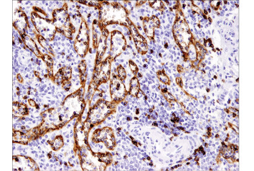 Immunohistochemistry Image 4: CD8 alpha (C8/144B) Mouse Monoclonal Antibody