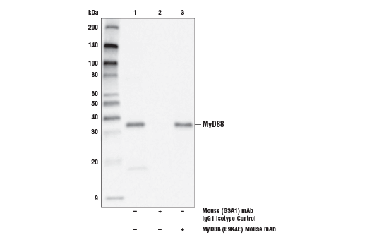 Immunoprecipitation Image 1: MyD88 (E9K4E) Mouse Monoclonal Antibody