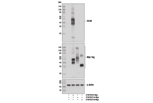 Western Blotting Image 2: OX40 (D1S6L) Rabbit Monoclonal Antibody