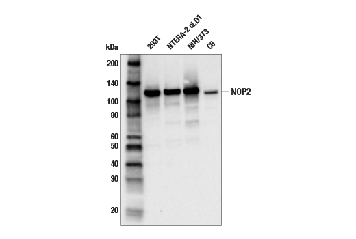 Western Blotting Image 2: NOP2 (E9Z4D) Rabbit Monoclonal Antibody
