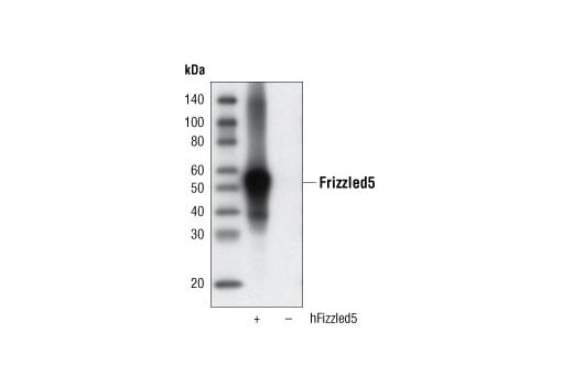 Western Blotting Image 2: Frizzled5 (D2H2) Rabbit Monoclonal Antibody