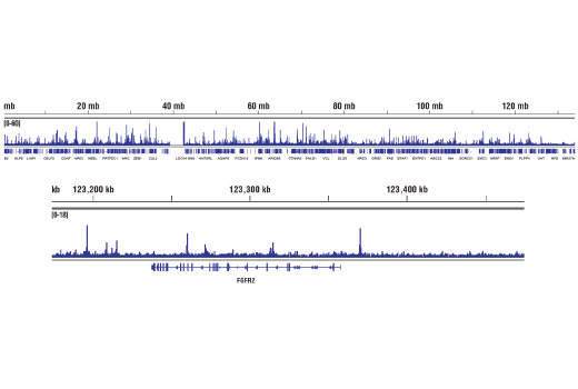 Chromatin Immunoprecipitation Image 2: GATA-6 (D61E4) Rabbit Monoclonal Antibody