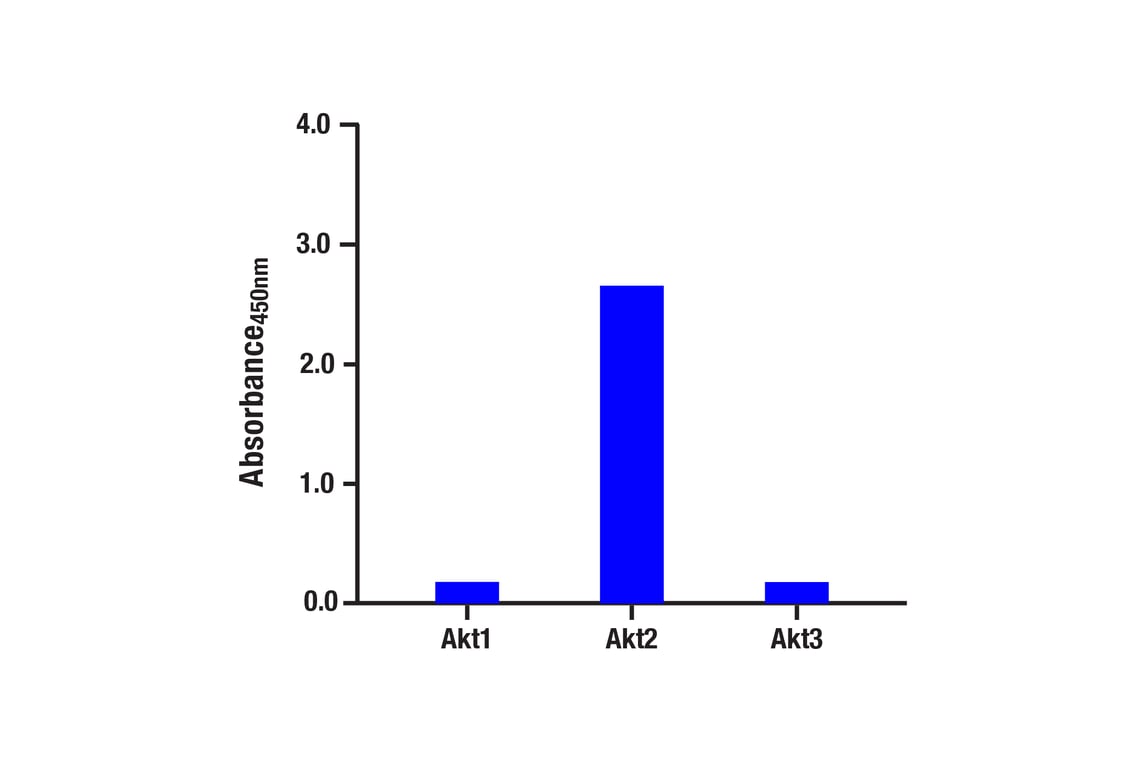 ELISA and/or ELISA-like Assays Image 4: Phospho-Akt (Ser473) (D9E) Rabbit Monoclonal Antibody (BSA and Azide Free)