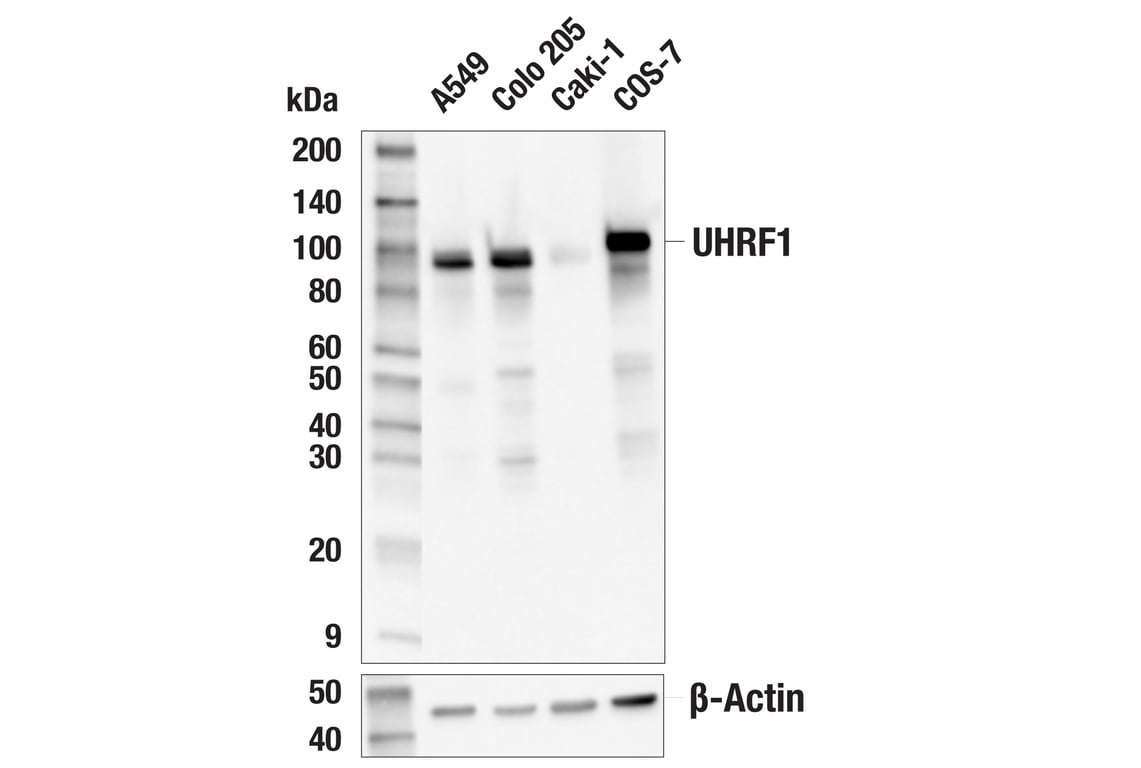 Western Blotting Image 2: UHRF1 (E5W8W) Rabbit Monoclonal Antibody