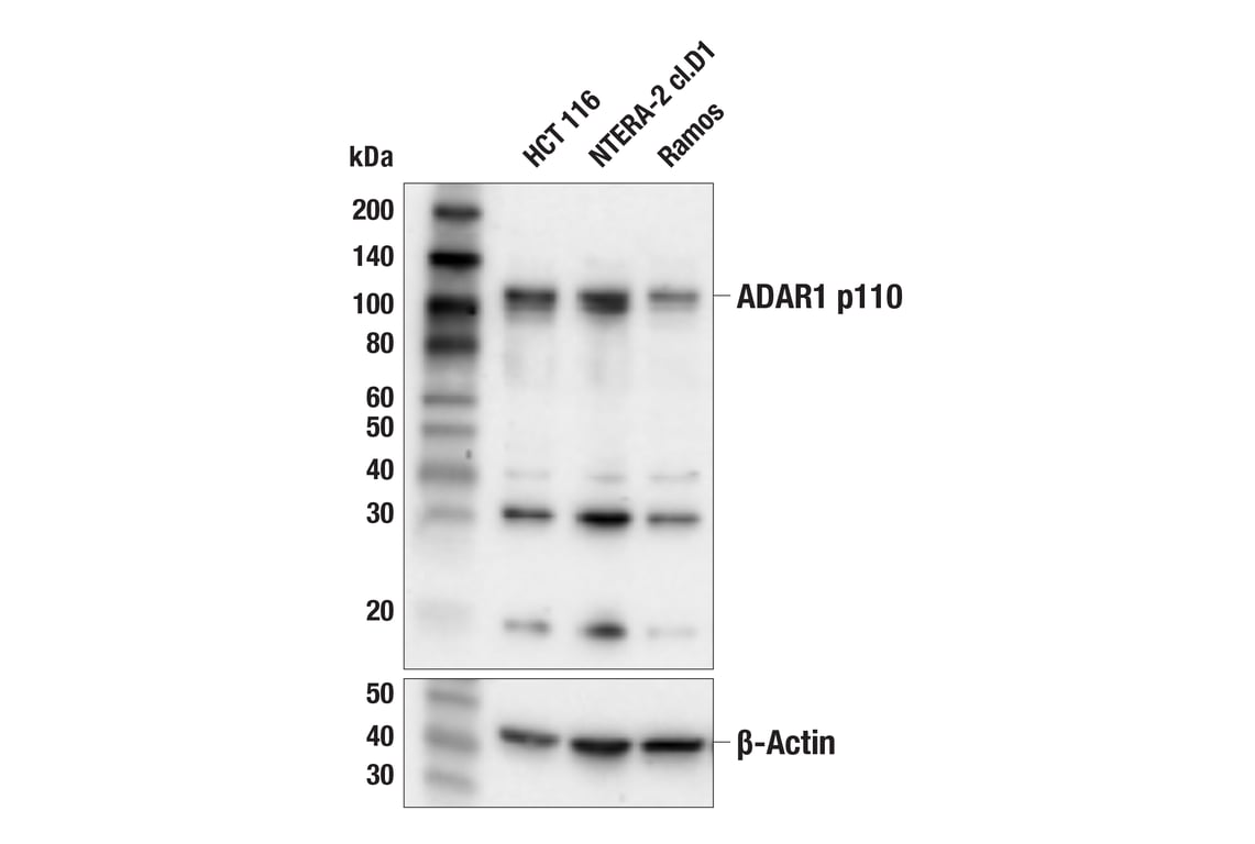 Western Blotting Image 2: ADAR1 p110 Isoform (F5F9U) Rabbit Monoclonal Antibody