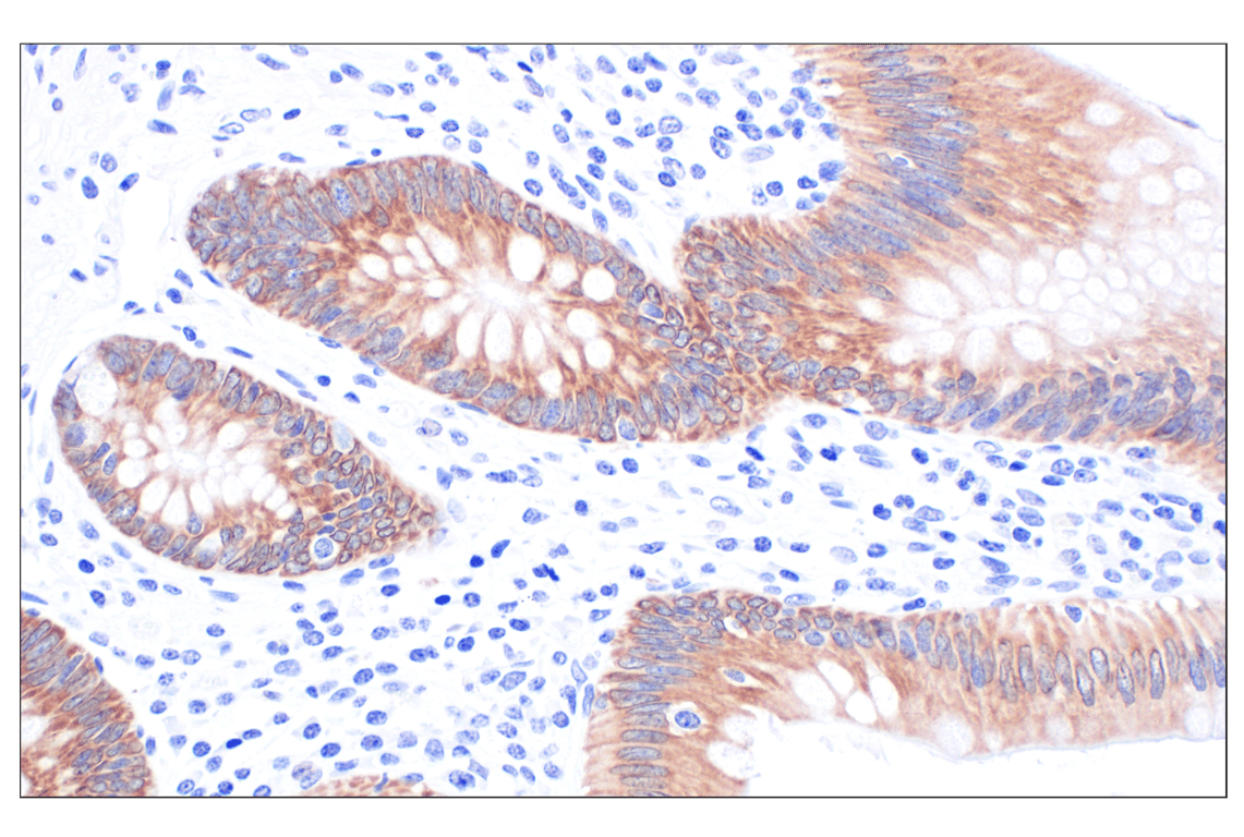 Immunohistochemistry Image 7: MGST1 (F6F5T) Rabbit Monoclonal Antibody