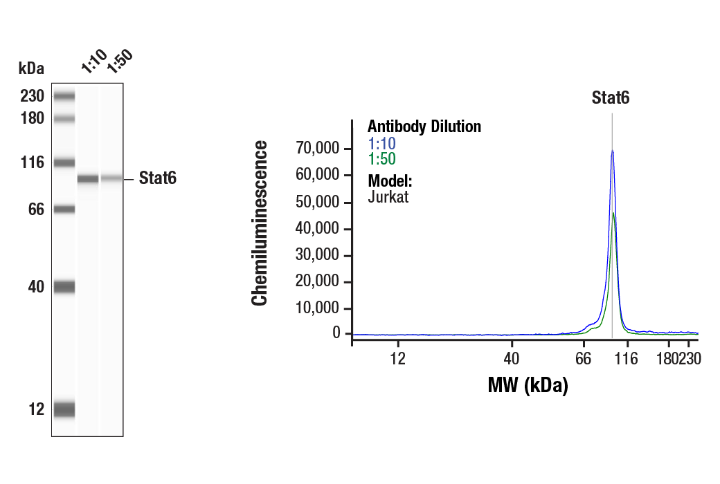 undefined Image 44: Stat Antibody Sampler Kit II