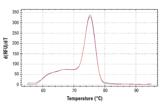 Chromatin Immunoprecipitation Image 1: SimpleChIP<sup>®</sup> Human DMD Intron 2 Primers