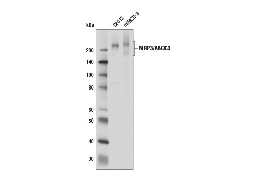 Western Blotting Image 1: MRP3/ABCC3 (D8V8J) Rabbit mAb