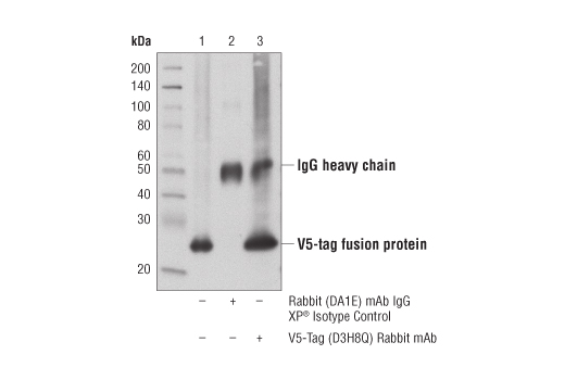 Immunoprecipitation Image 1: V5-Tag (D3H8Q) Rabbit Monoclonal Antibody